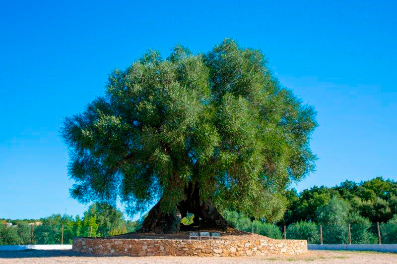 oliveira do mouchão
